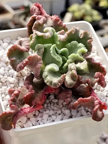 E. Octopus – sem raiz