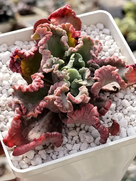 E. Octopus - sem raiz
