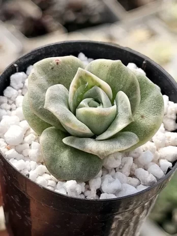 E. Lovely Rose Variegata – sem raiz