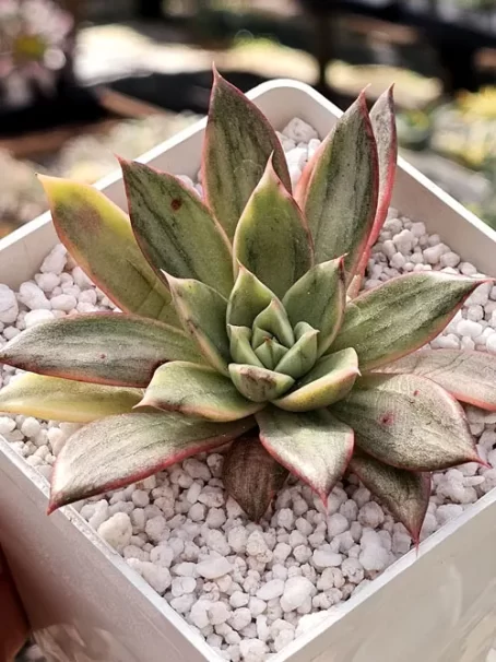 E. Leopard Variegata - com raiz