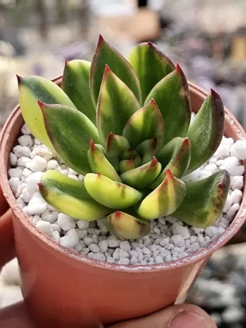 E. Fire Pillar Variegata – sem raiz