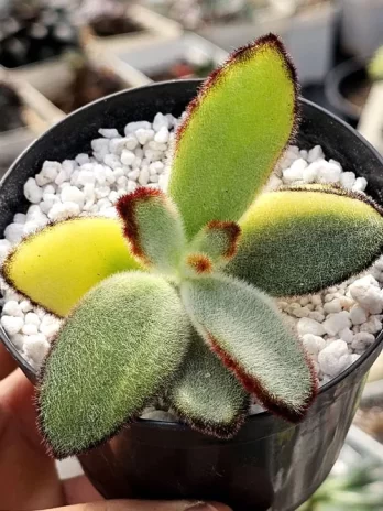 C. Teddy Bear Variegata – sem raiz