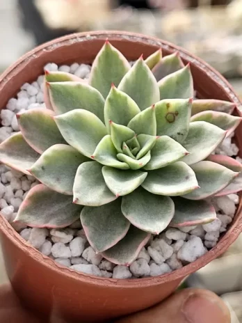 E. Mexensis Zaragosa P Variegata – com raiz