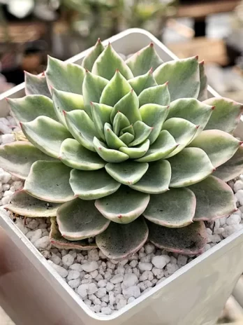 E. Mexensis Zaragosa G Variegata – com raiz