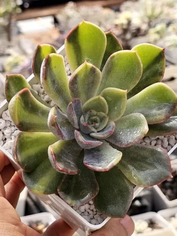 E. Orion Variegata – sem raiz