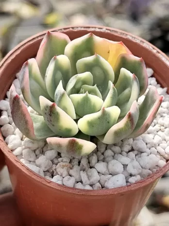 E. Raindrops P Variegata – sem raiz