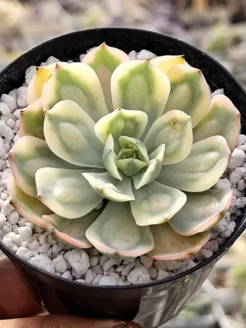 E. Raindrops G Variegata – sem raiz