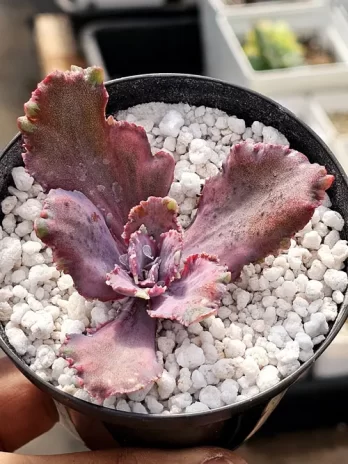 E. Dragon Fin P Variegata – sem raiz