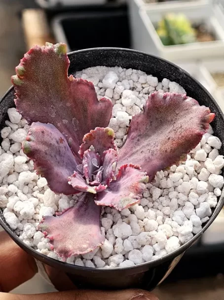 E. Dragon Fin P Variegata - sem raiz