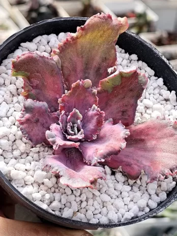 E. Dragon Fin M Variegata – sem raiz