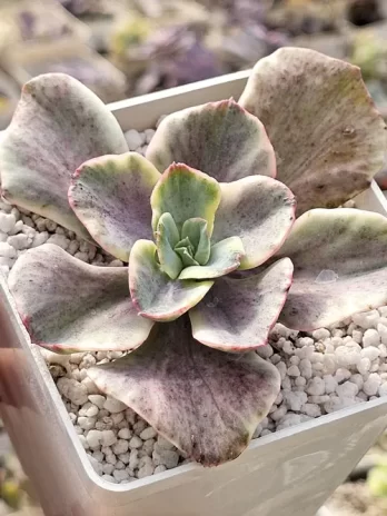 E. Purple Haze M Variegata – sem raiz