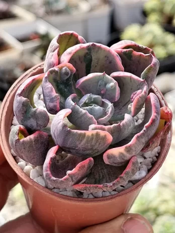 E. Beyoncé  Variegata – sem raiz