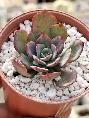 E. Blue Cante Variegata – com raiz
