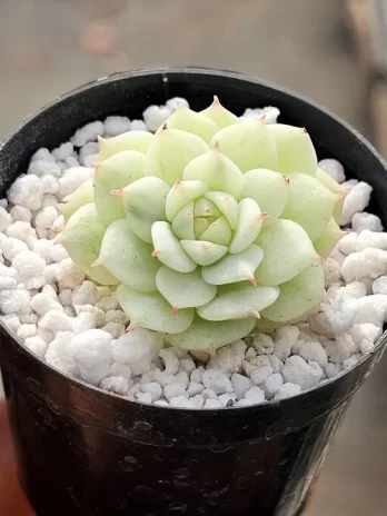 E. Califórnia Dream Variegata – com raiz