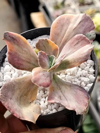 E. Suyon Frills Variegata – sem raiz