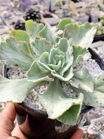 E. Green Mint Variegata – sem raiz