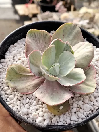 E. White Chantily Variegata – sem raiz