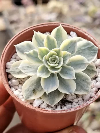 E. Subsessilis Variegata – com raiz