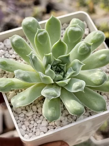 E. Heart Choices Variegata – sem raiz