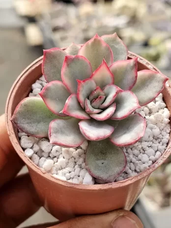 E. Esther  Variegata – sem raiz