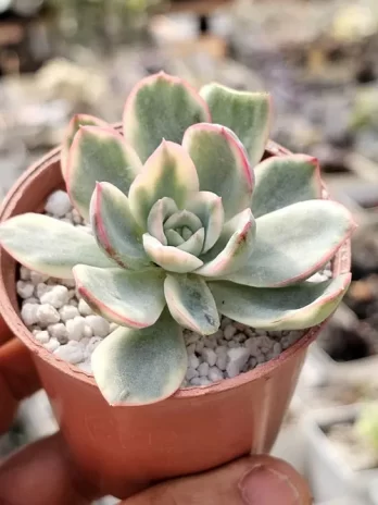 E. Luela Variegata – sem raiz