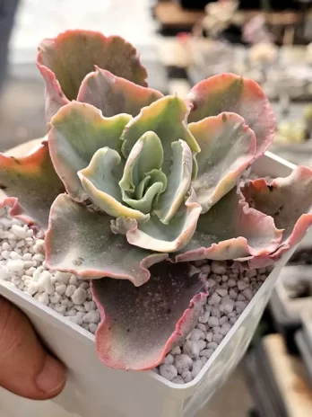 E. Chantili Marginata Variegata – sem raiz