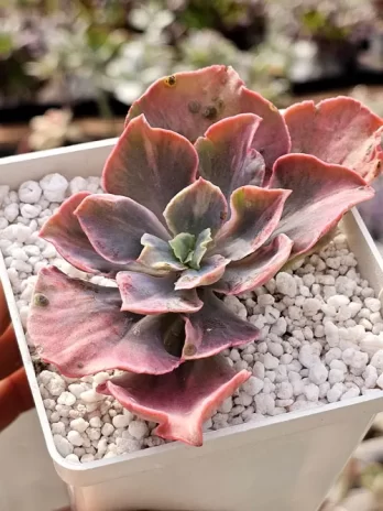 E. Beyoncé Rainbow  Variegata – sem raiz