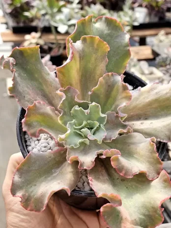 E. Curls Variegata – sem raiz