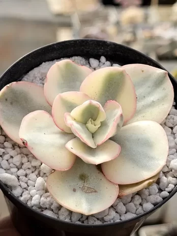 E. Suyon White Variegata – sem raiz