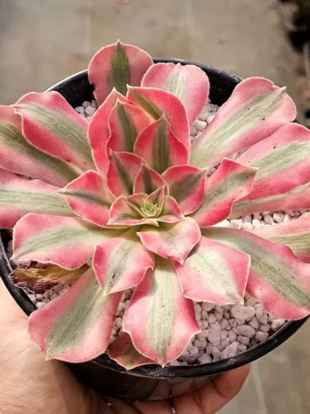 A. Pink Witch Variegata – sem raiz