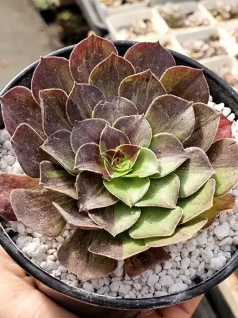 A. Haloween Big Bang Variegata – sem raiz
