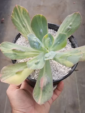 E. Paul Bunyan Variegata – sem raiz