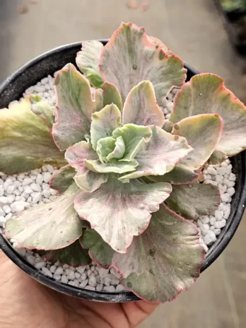 E. Violet Rose Variegata – sem raiz