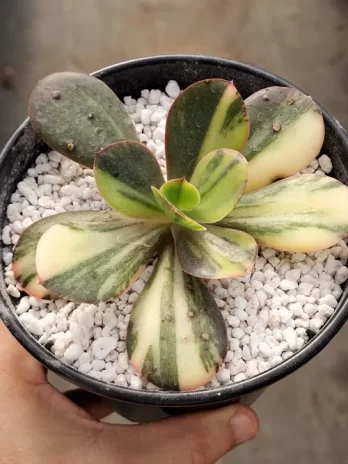 E. Primadona Variegata – sem raiz