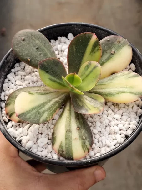 E. Primadona Variegata - sem raiz