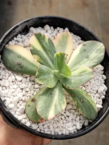 E. Julia Variegata – sem raiz