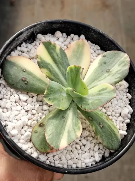 E. Julia Variegata - sem raiz