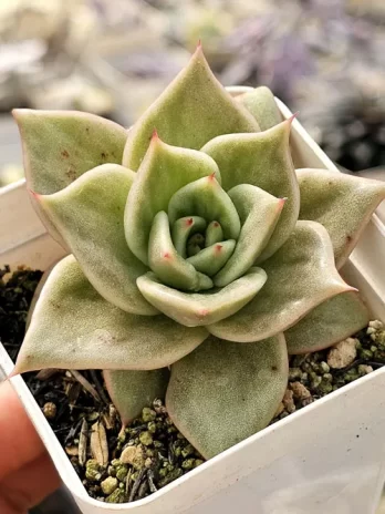 E. Jade Star Variegata – com raiz