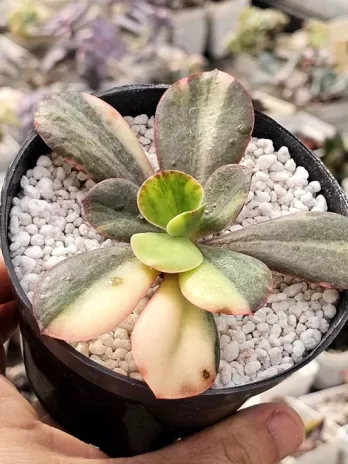E. Primadona Variegata – sem raiz