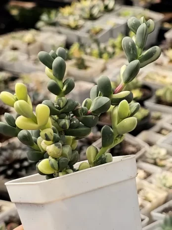 D. Lehmannii Variegata – com raiz