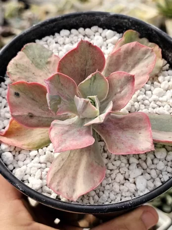 E. Pink Blush Variegata – com raiz