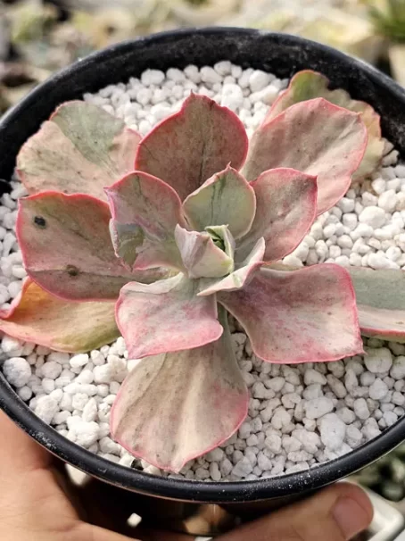 E. Pink Blush Variegata - com raiz