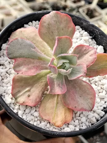 E. Pink Blush Variegata – com raiz