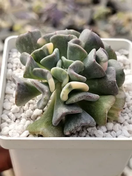 E. Cubic Frost Variegata - sem raiz
