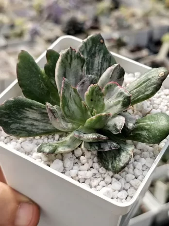 E. Shan Variegata – sem raiz