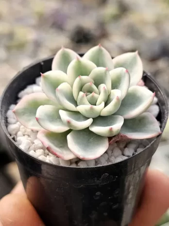 E. Atlantis Variegata – sem raiz