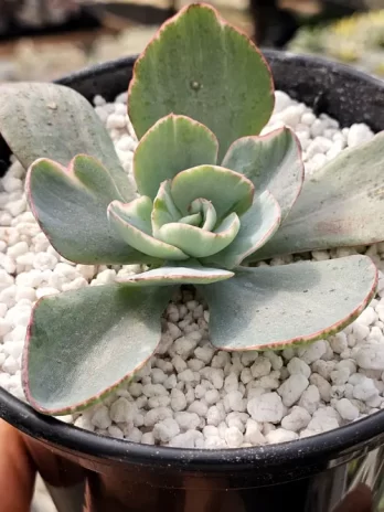E. Ghost Buster Variegata – sem raiz
