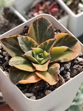 E. Gosaong Yellow Variegata – com raiz