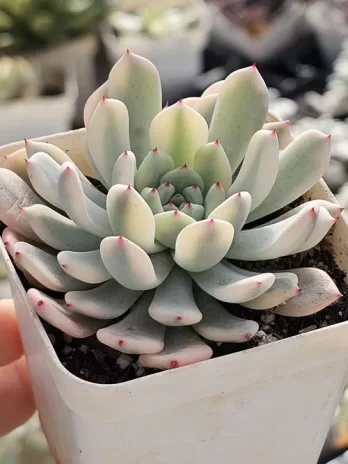 E. Vyant Variegata – com raiz