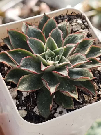 E. Agita Rose Variegata – com raiz
